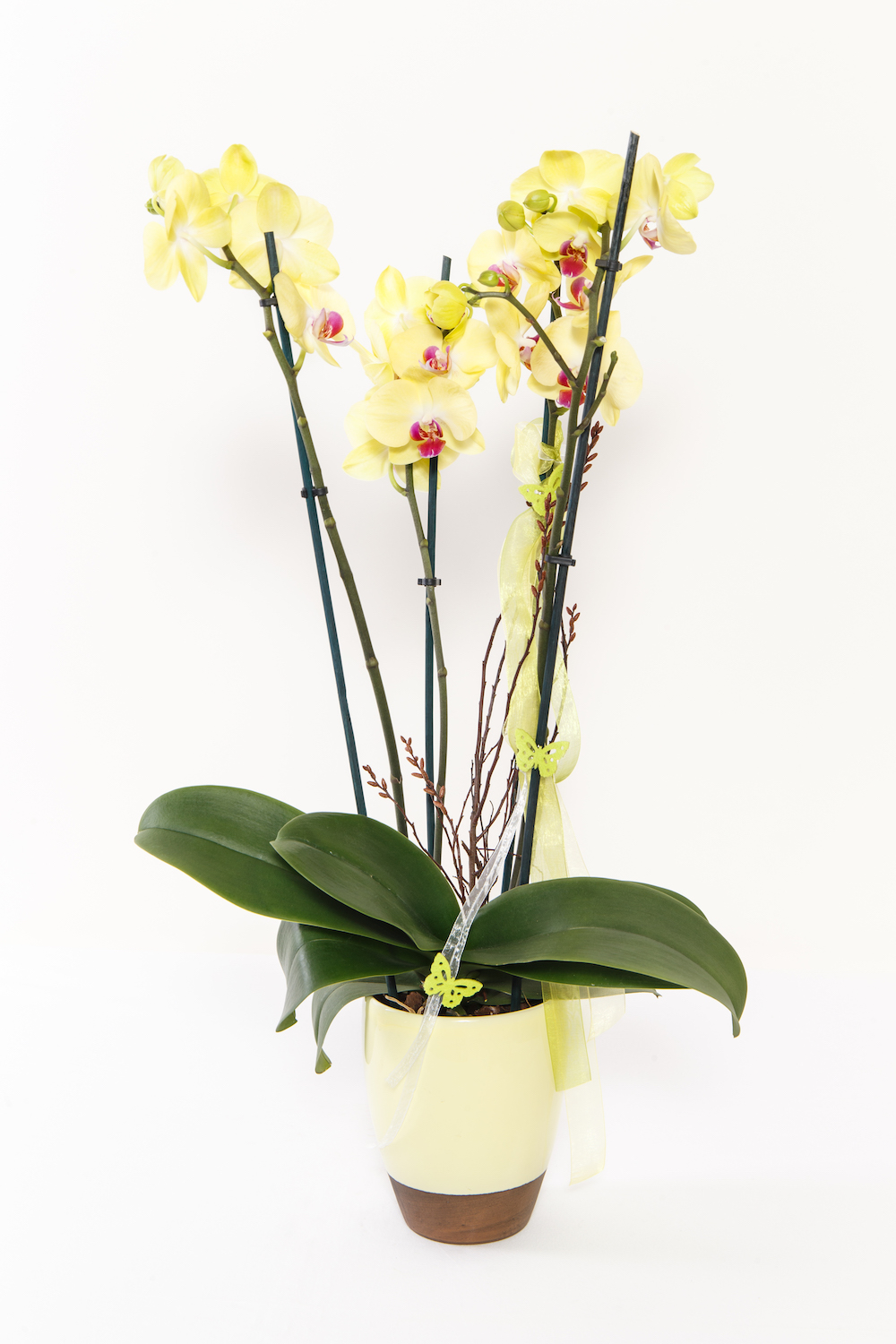 Orchidee – Phalaenopsis 3 Takt