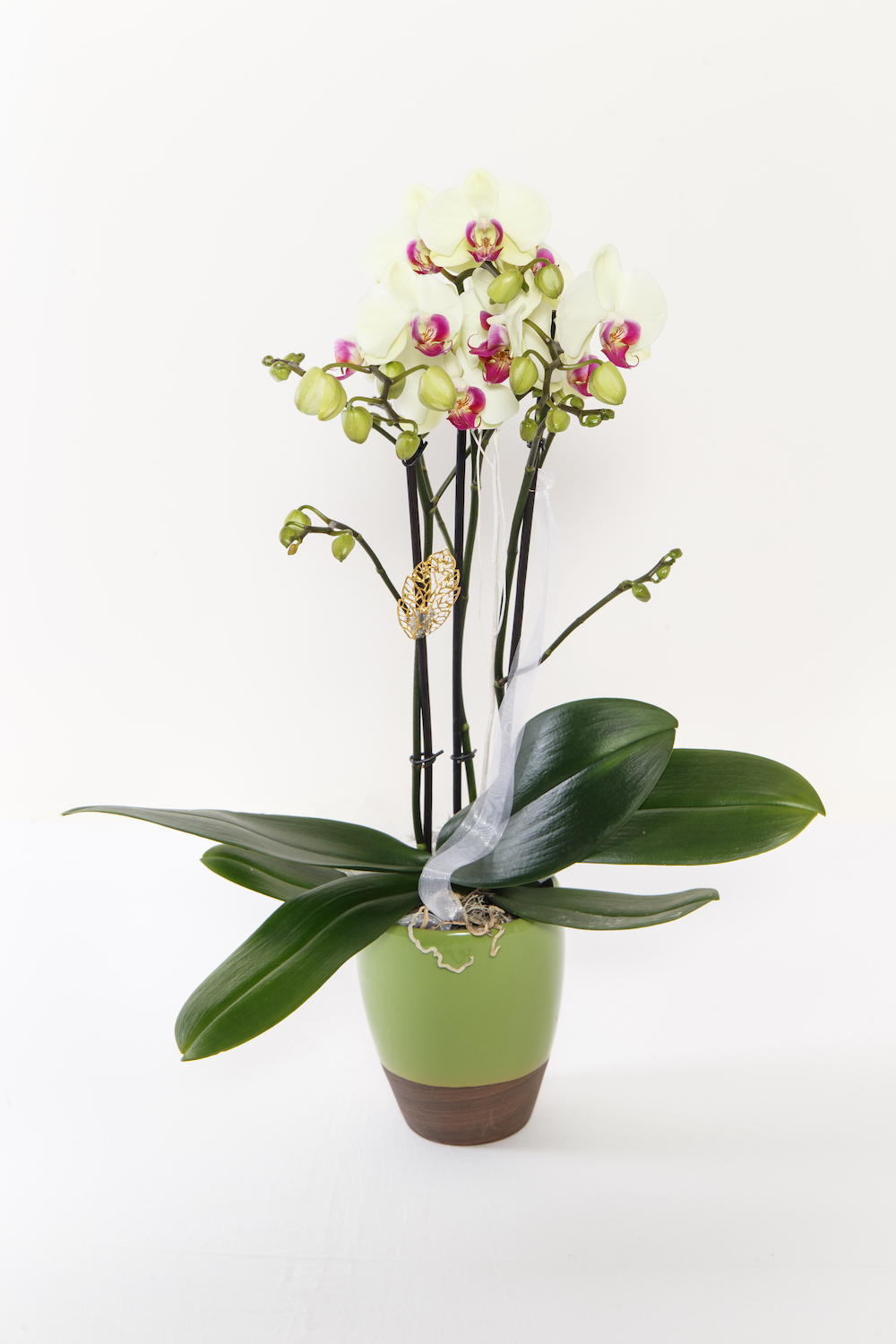 Orchidee – Phalaenopsis 3 Takt