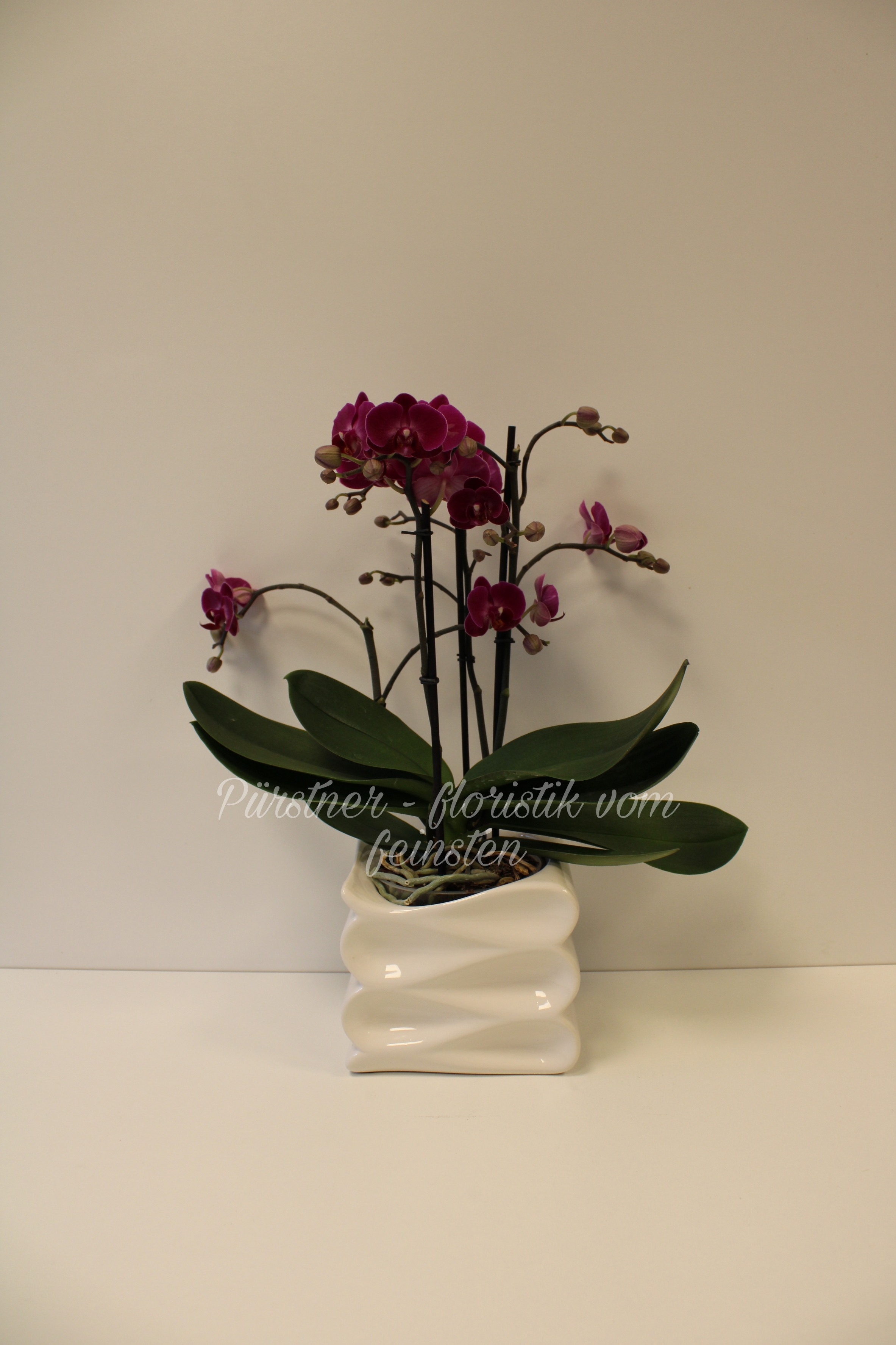 Orchidee im gerillten Topf 